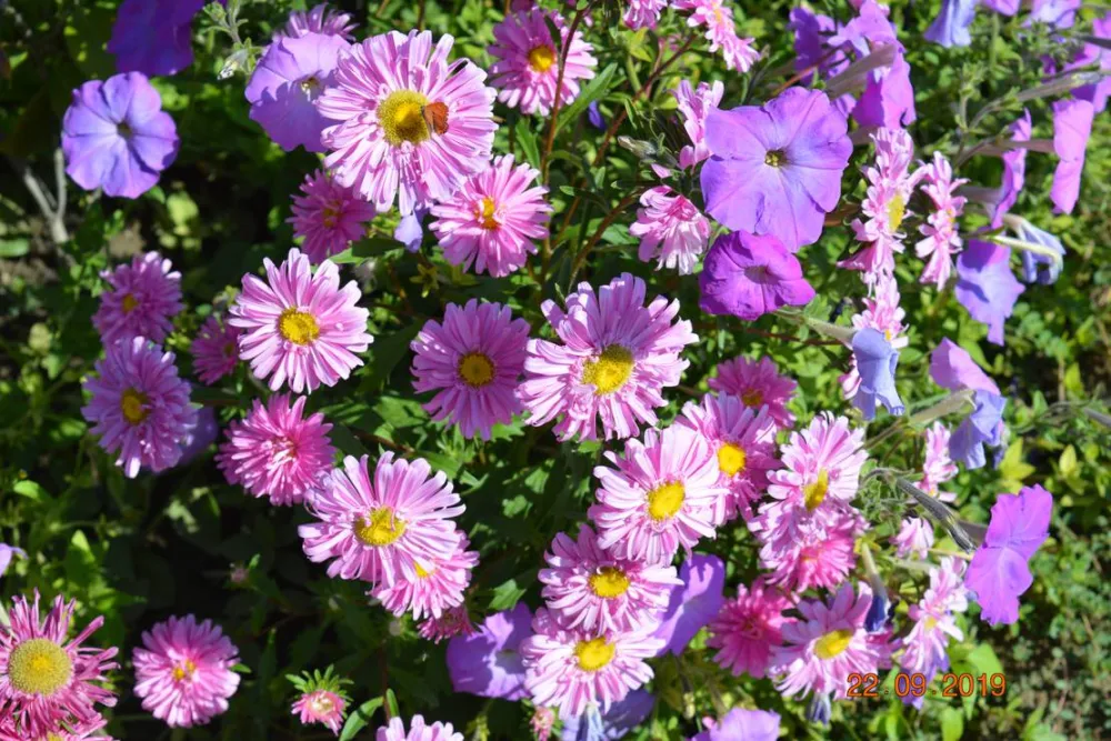 Sunny Paradise Campsite