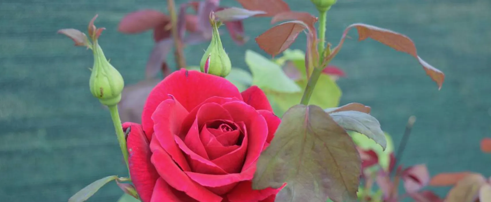 Sunny Paradise Campsite