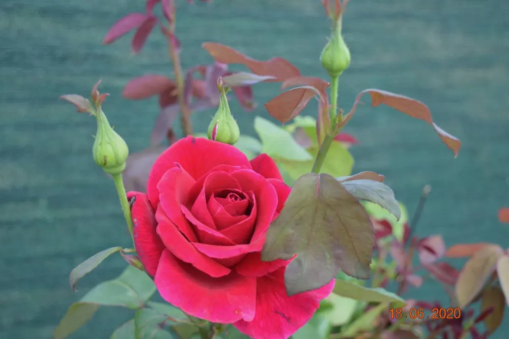 Sunny Paradise Campsite