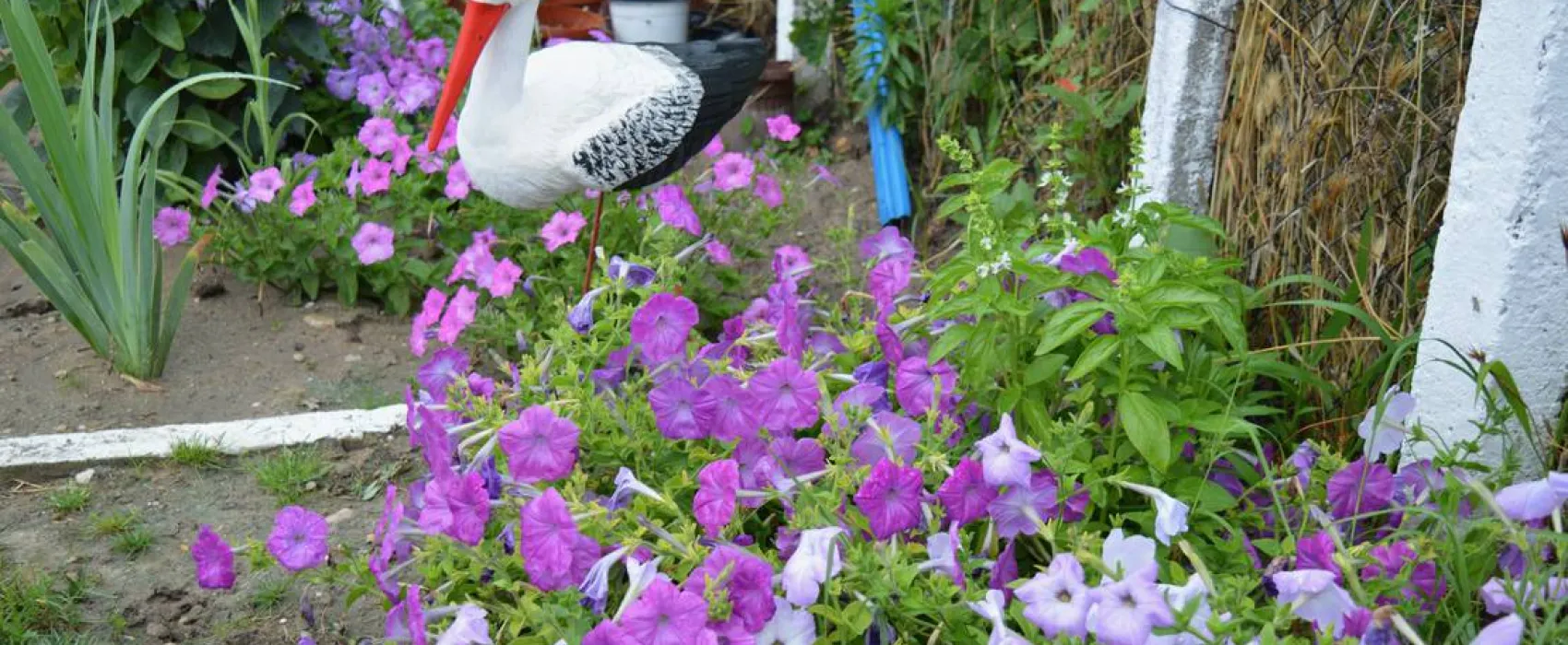 Sunny Paradise Campsite