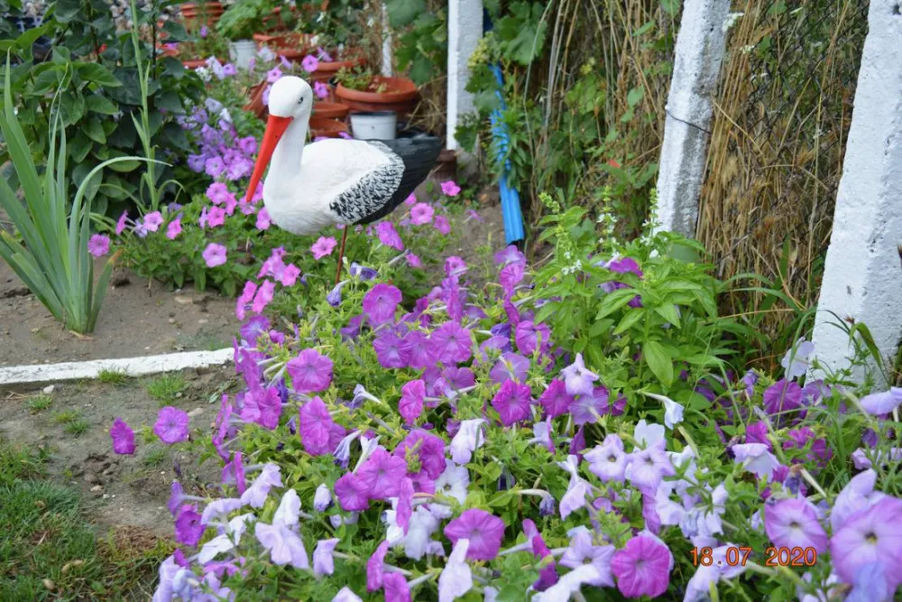 Sunny Paradise Campsite