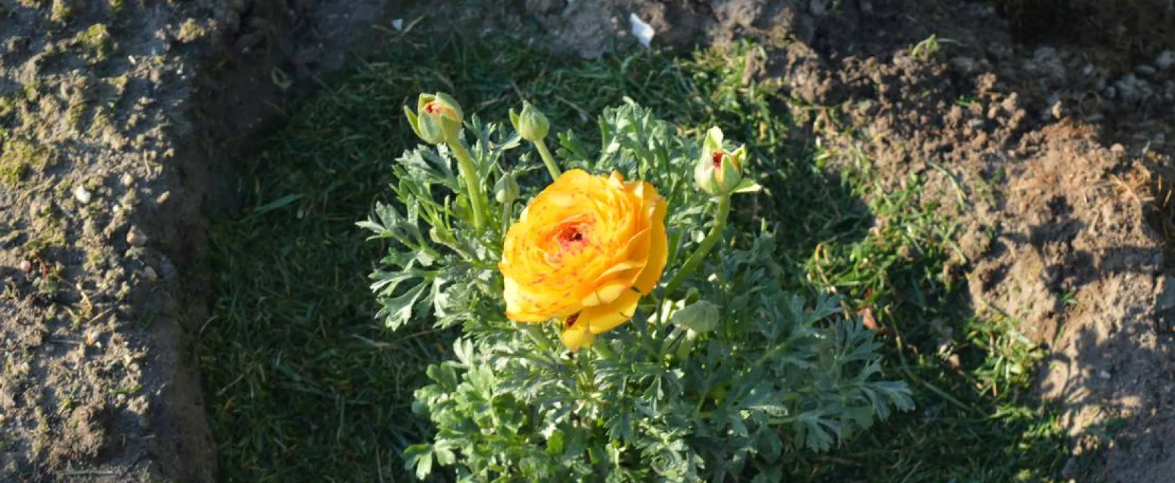 Sunny Paradise Campsite