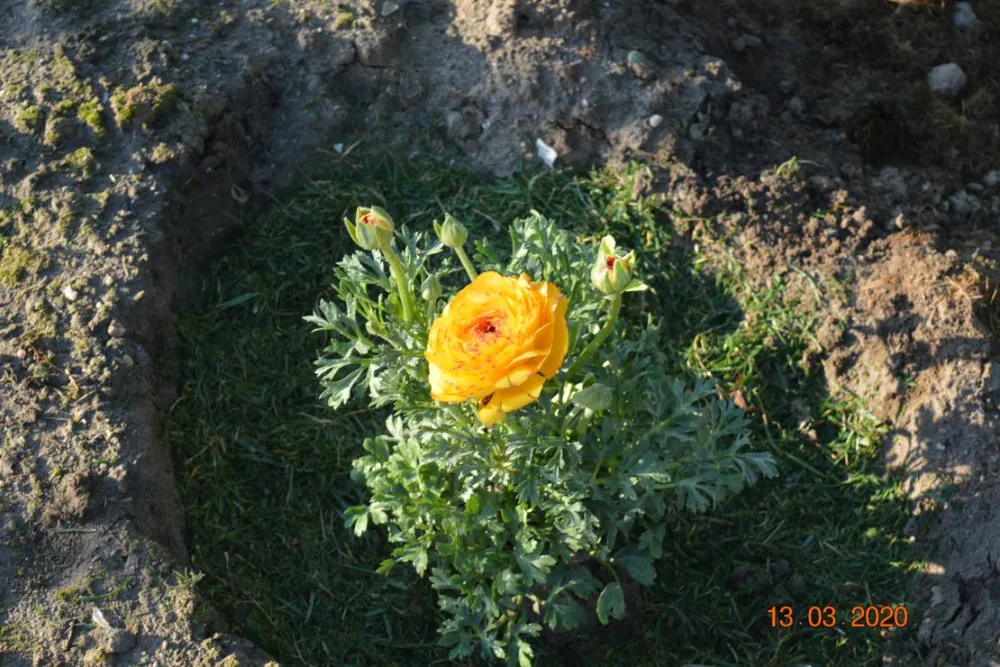 Sunny Paradise Campsite