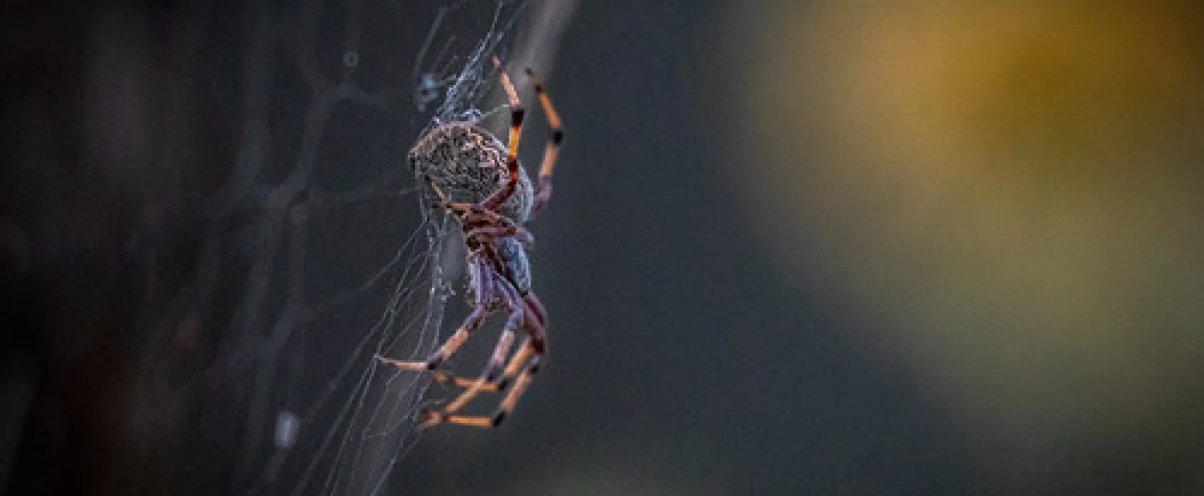 Daleys Clearing Campground