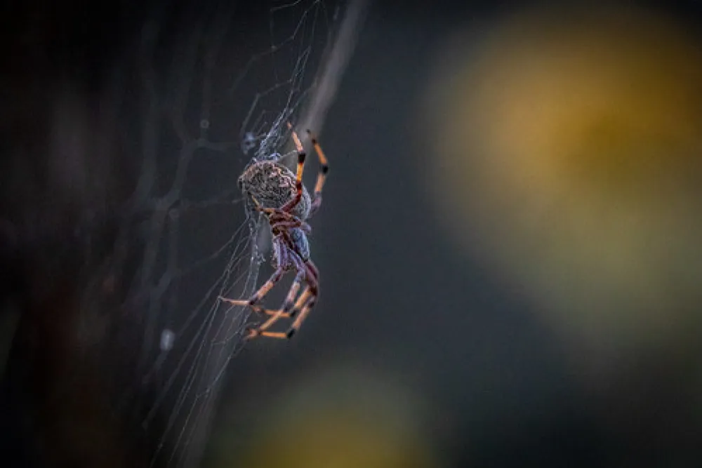 Daleys Clearing Campground