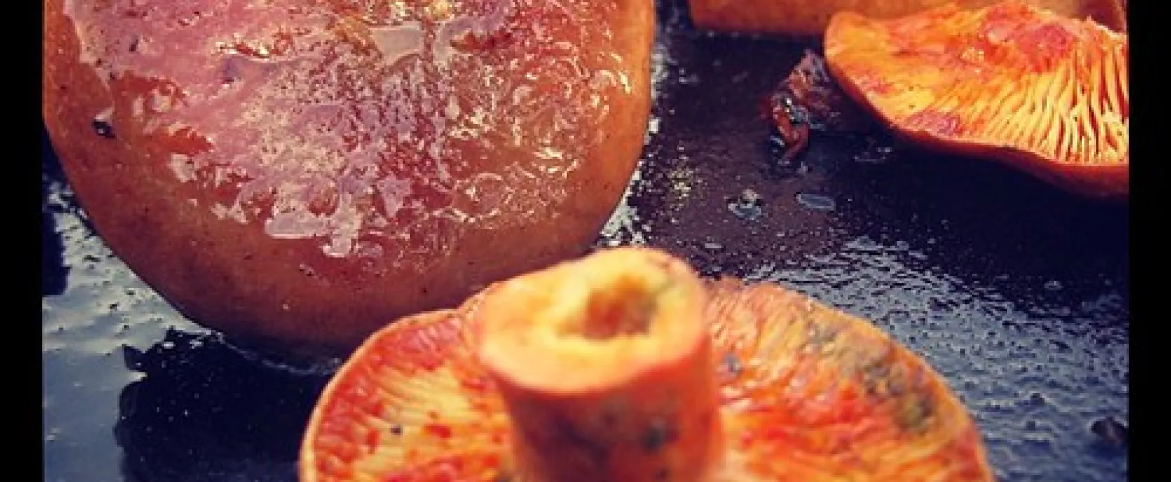 Daleys Clearing Campground