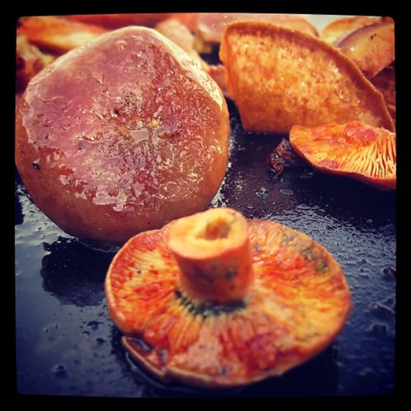 Daleys Clearing Campground