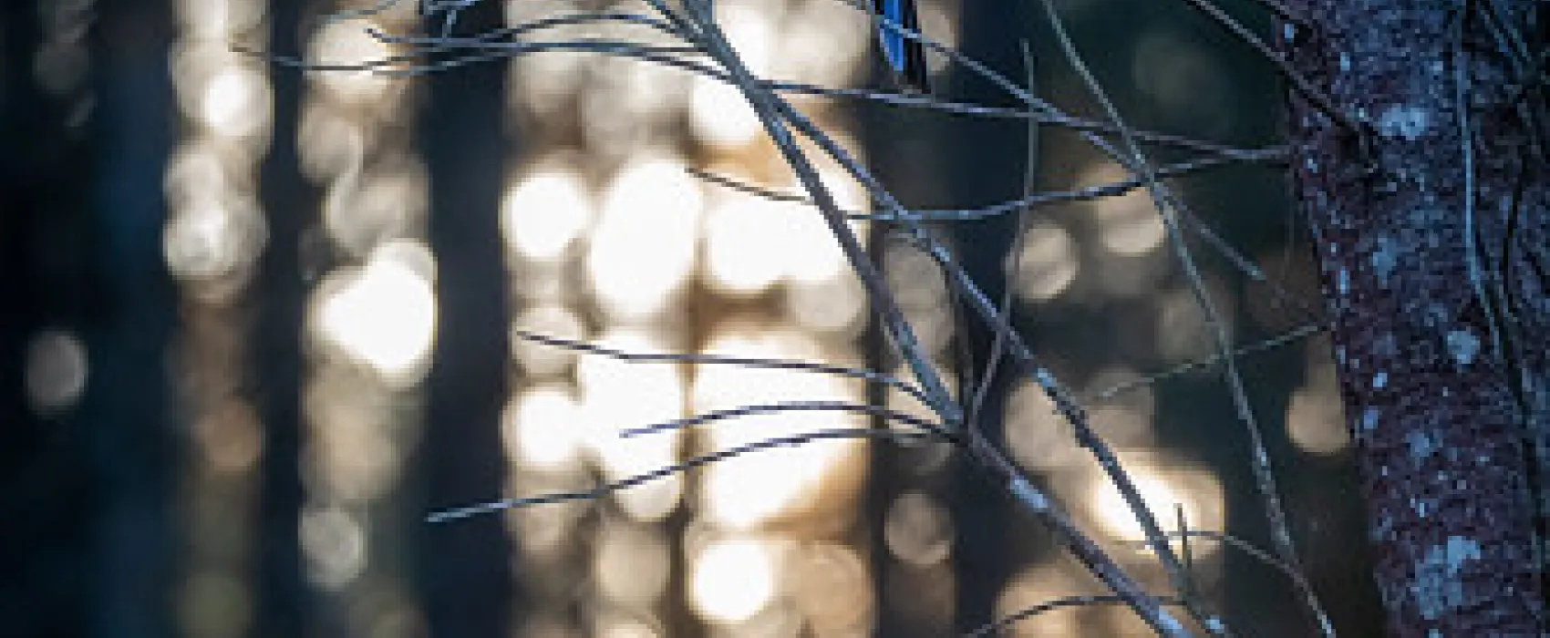 Daleys Clearing Campground