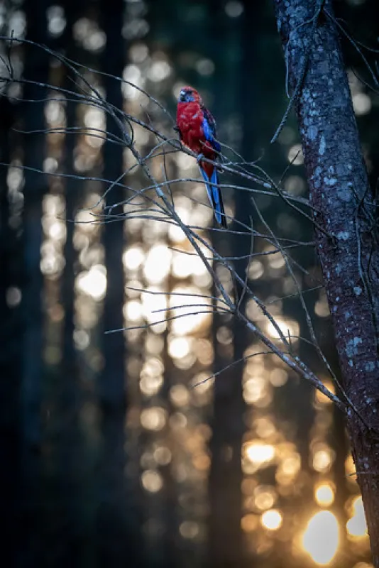 Daleys Clearing Campground