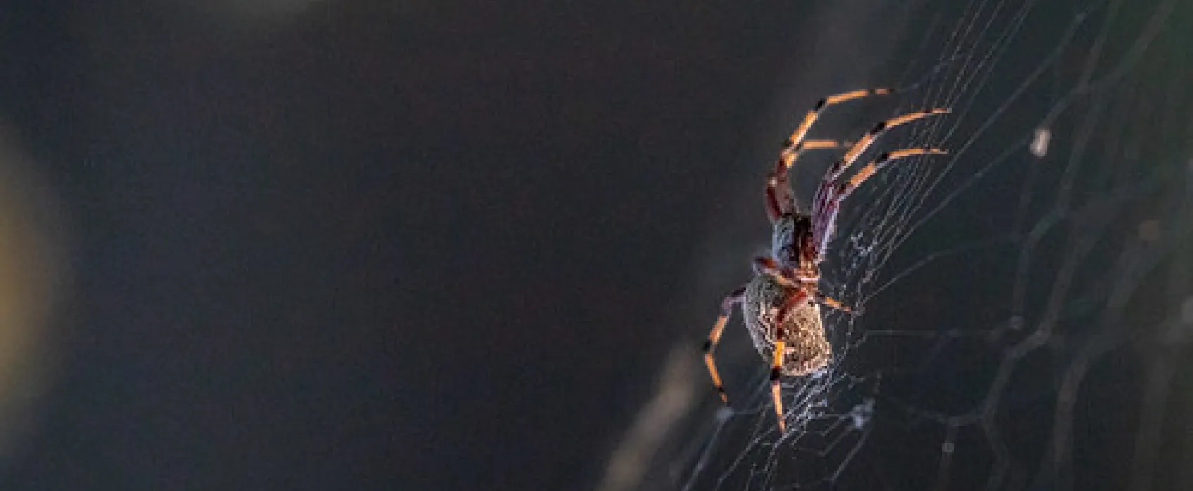 Daleys Clearing Campground