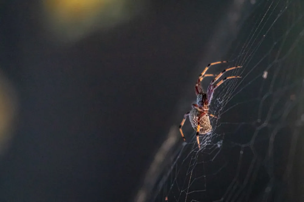 Daleys Clearing Campground