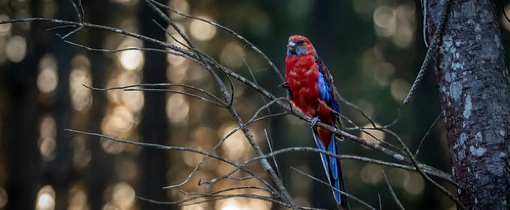 Daleys Clearing Campground