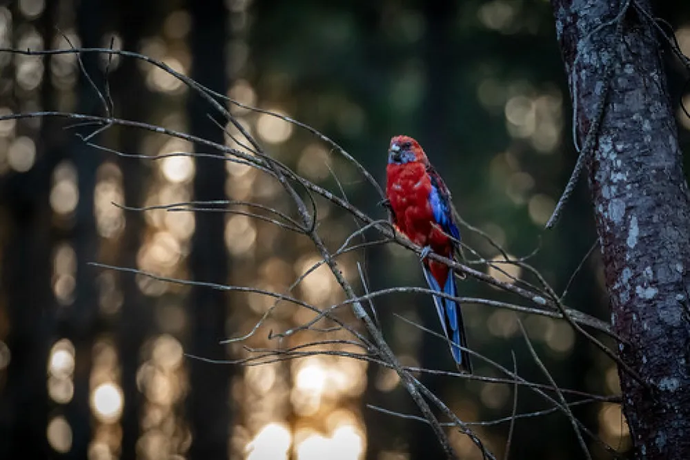 Daleys Clearing Campground