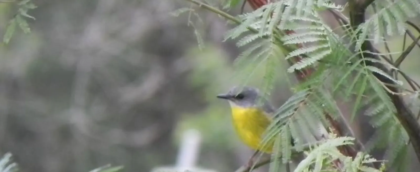 Yadboro Flats Campground