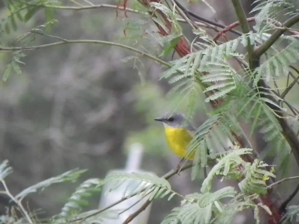 Yadboro Flats Campground