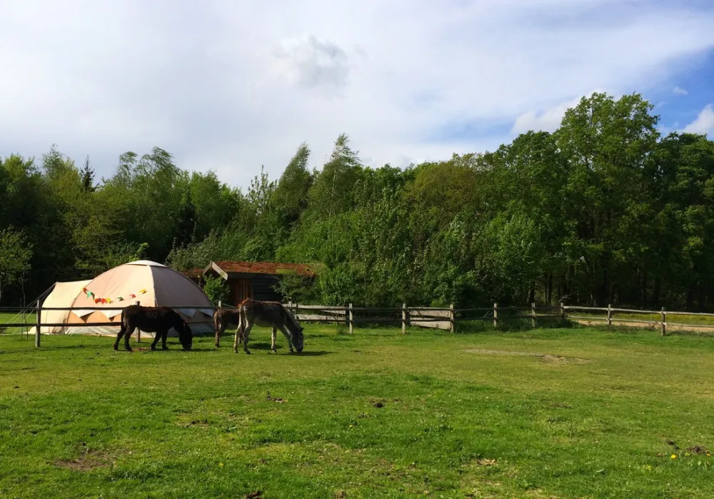 Minicamping-Ezelcamping In 't Niet