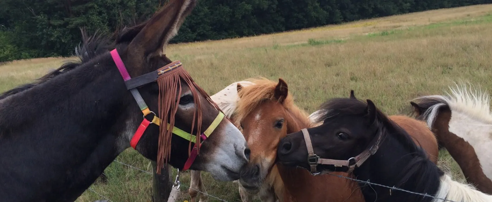 Minicamping-Ezelcamping In 't Niet