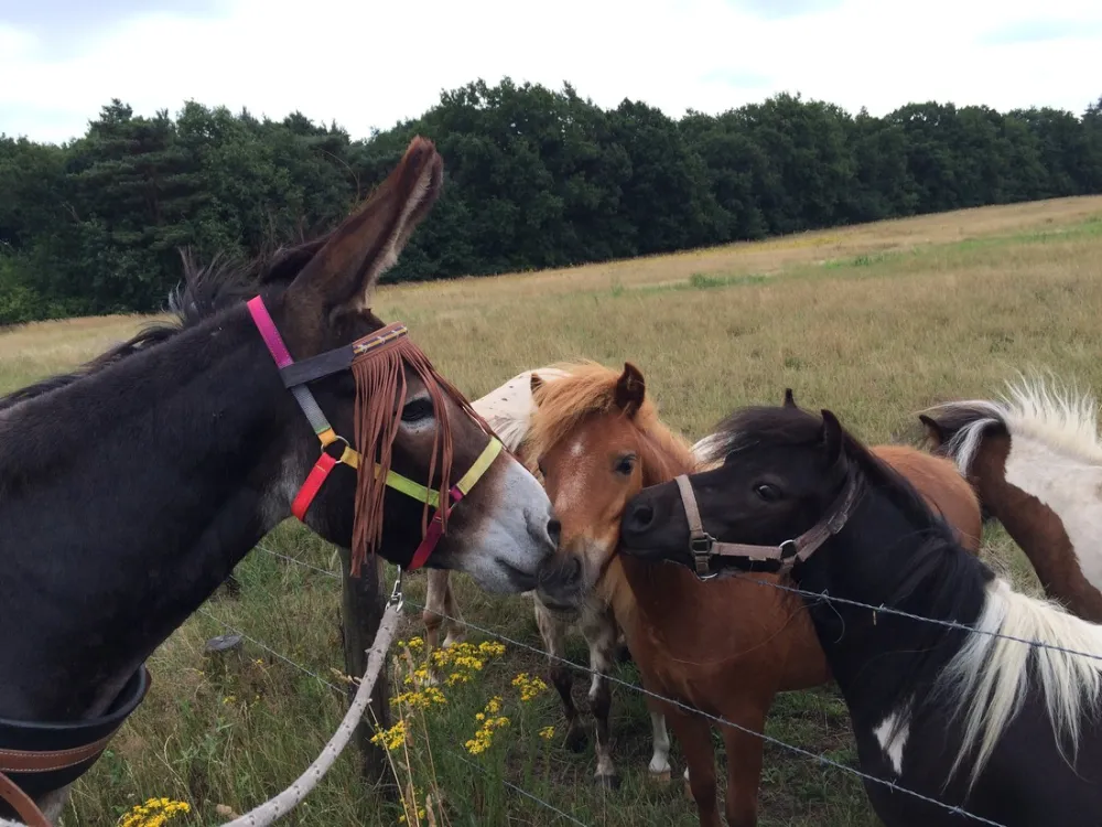 Minicamping-Ezelcamping In 't Niet