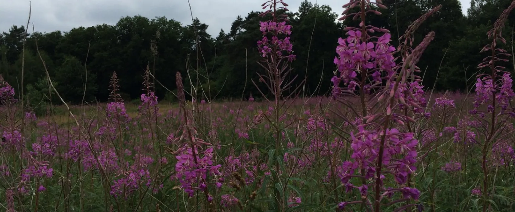 Minicamping-Ezelcamping In 't Niet