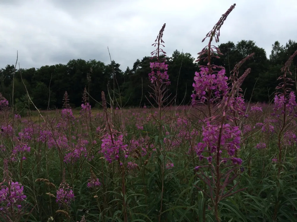 Minicamping-Ezelcamping In 't Niet