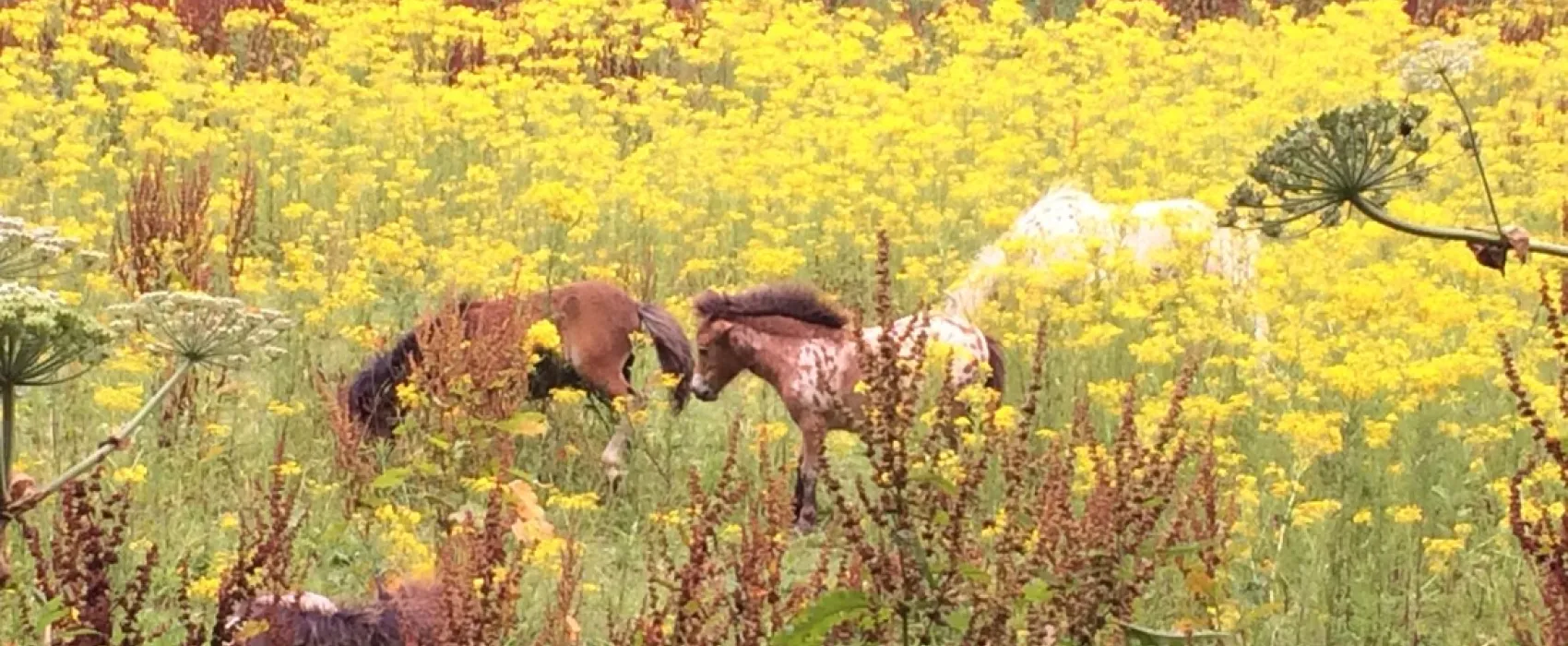Minicamping-Ezelcamping In 't Niet