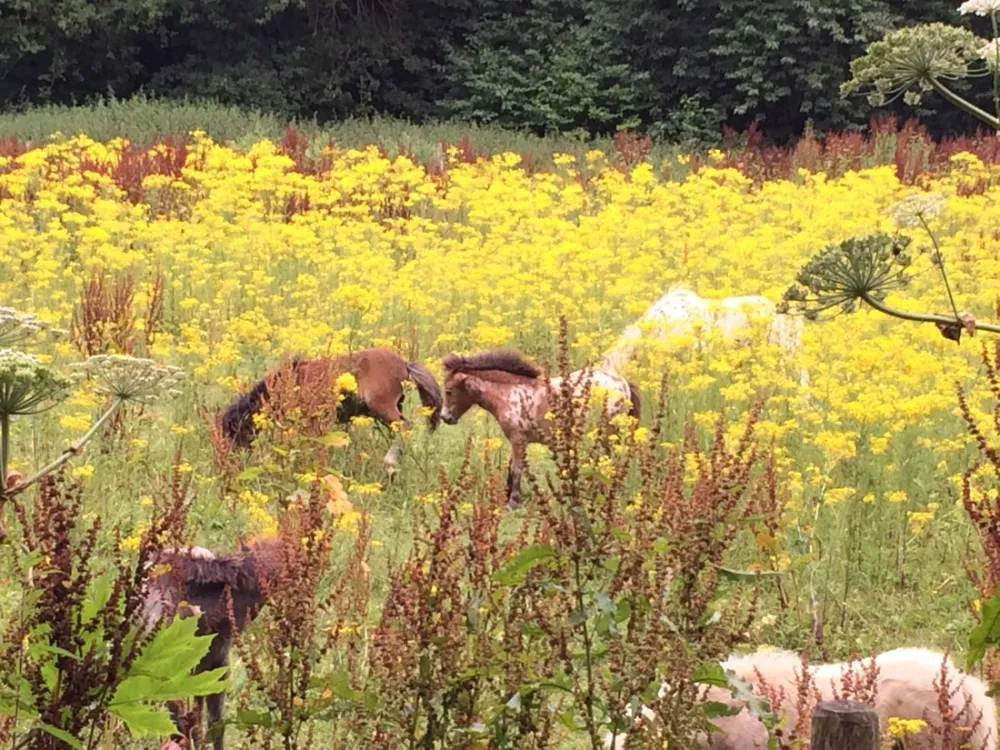 Minicamping-Ezelcamping In 't Niet