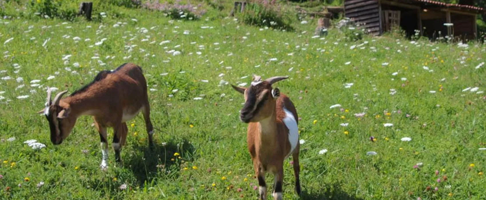 Camping des Gorges de l'Oignin