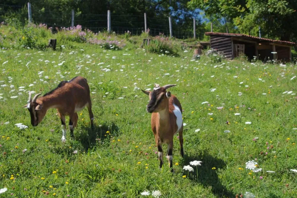 Camping des Gorges de l'Oignin