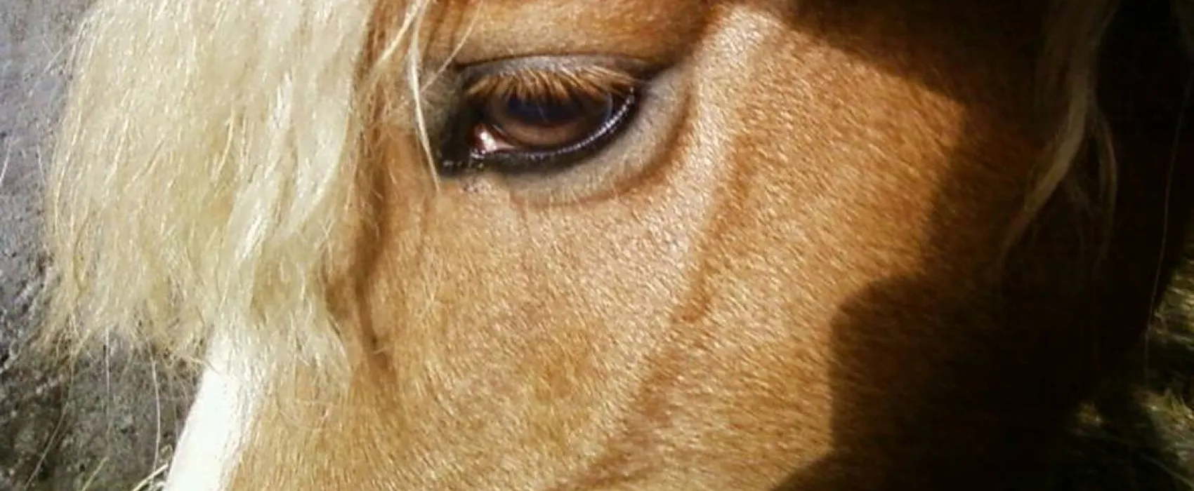 Natur & Familien Campingplatz im Brauke