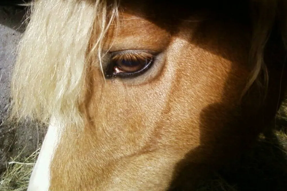 Natur & Familien Campingplatz im Brauke