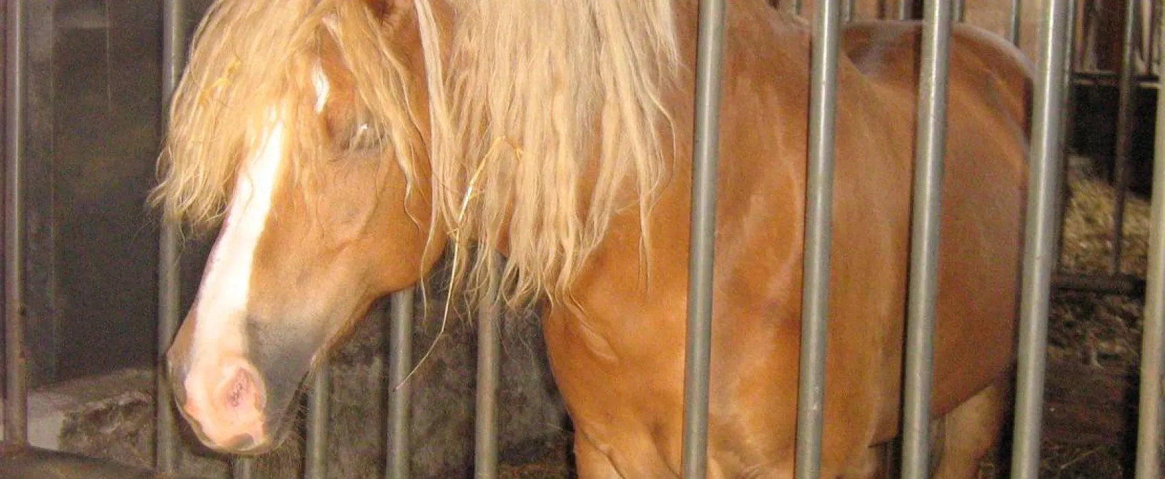 Natur & Familien Campingplatz im Brauke
