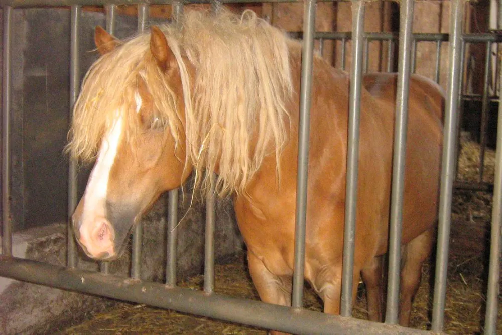 Natur & Familien Campingplatz im Brauke