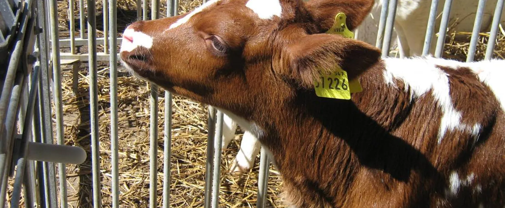 Natur & Familien Campingplatz im Brauke