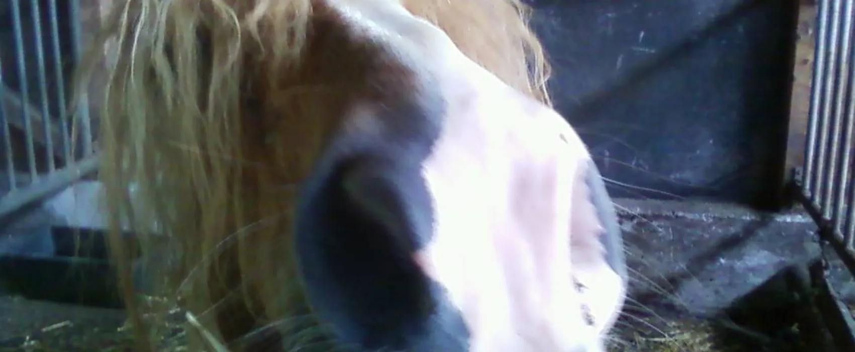 Natur & Familien Campingplatz im Brauke