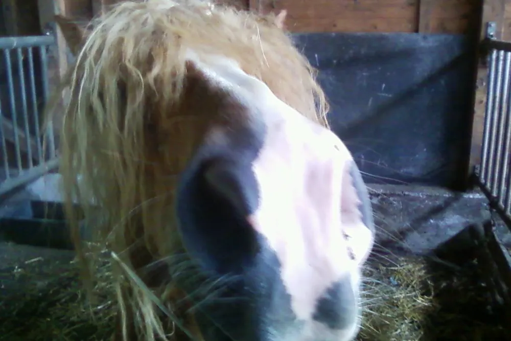 Natur & Familien Campingplatz im Brauke