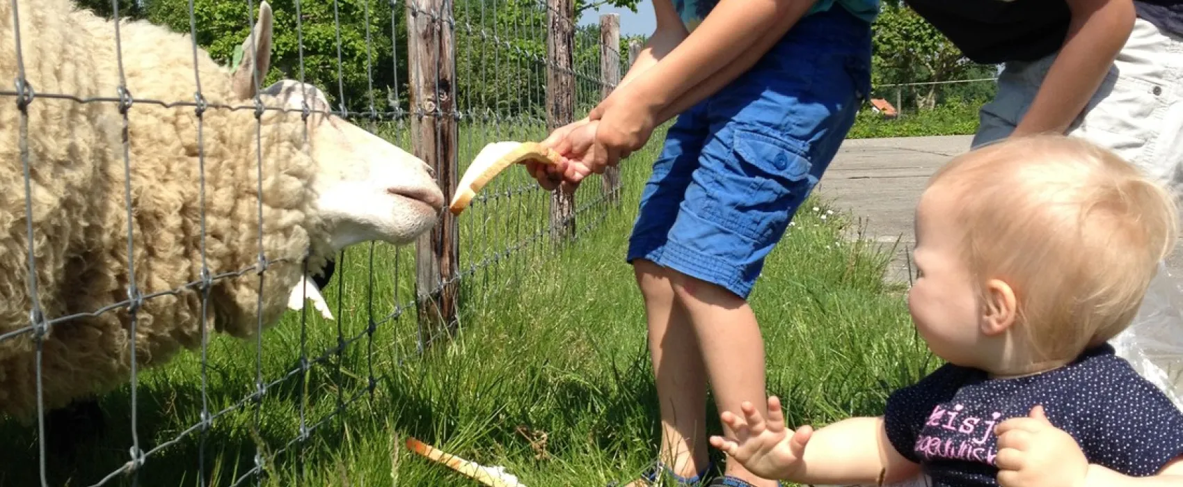 Minicamping Westerwijk