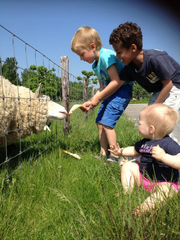 Minicamping Westerwijk