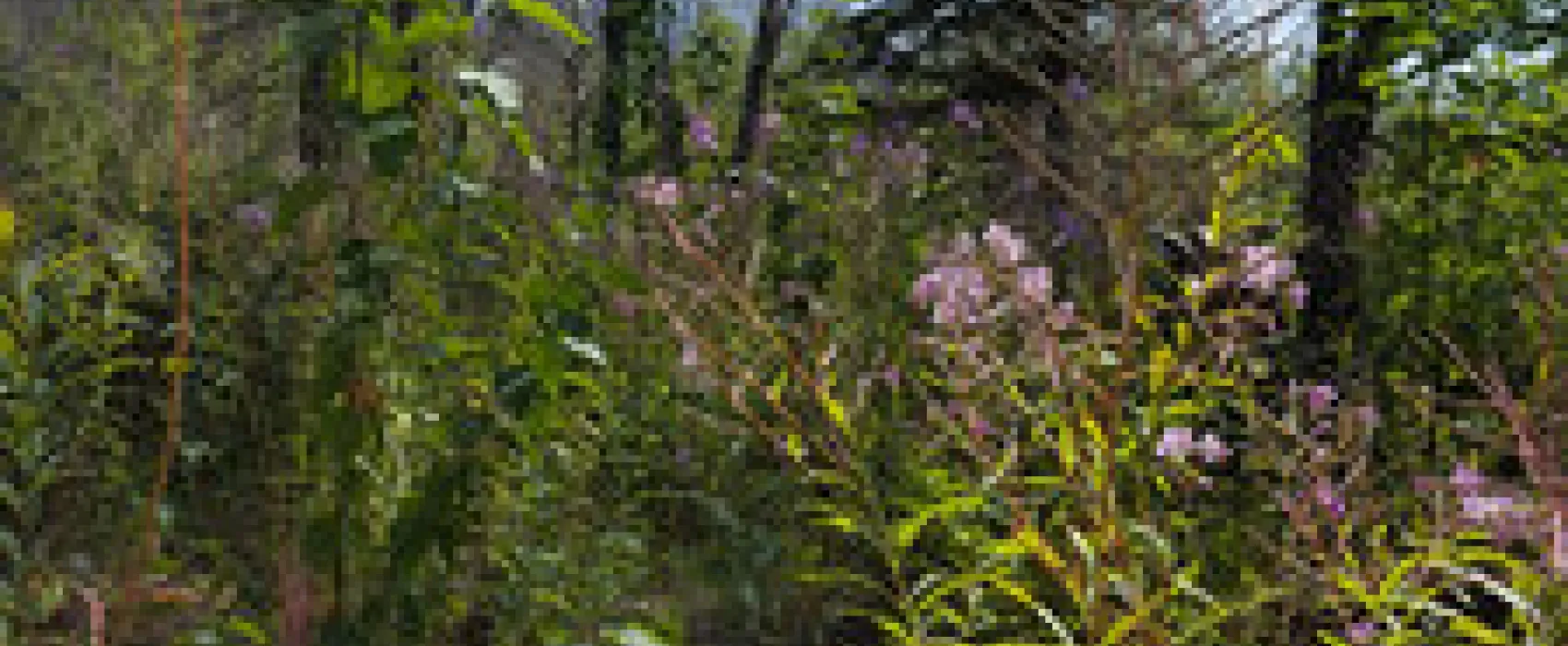 Mouth of Two Hearted River State Forest Campground