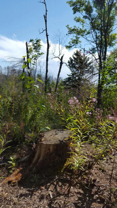 Mouth of Two Hearted River State Forest Campground