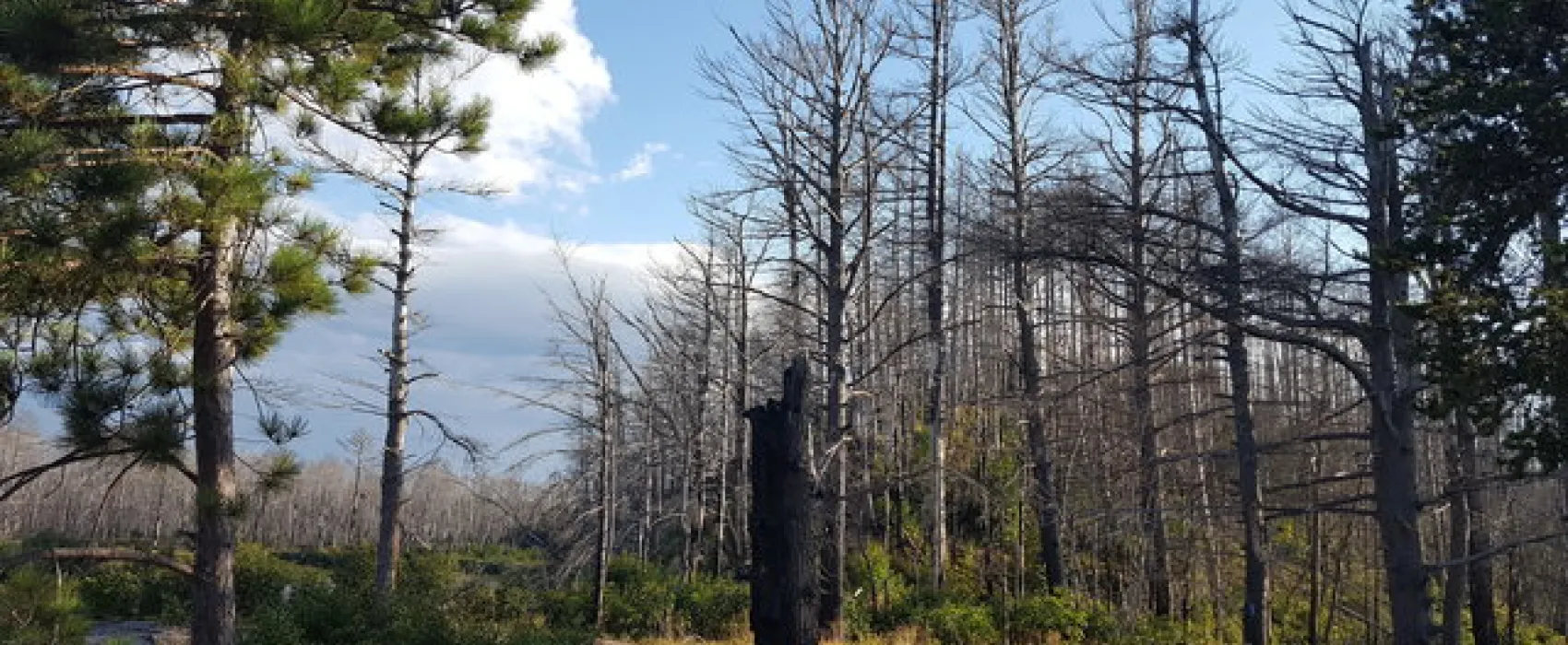 Mouth of Two Hearted River State Forest Campground