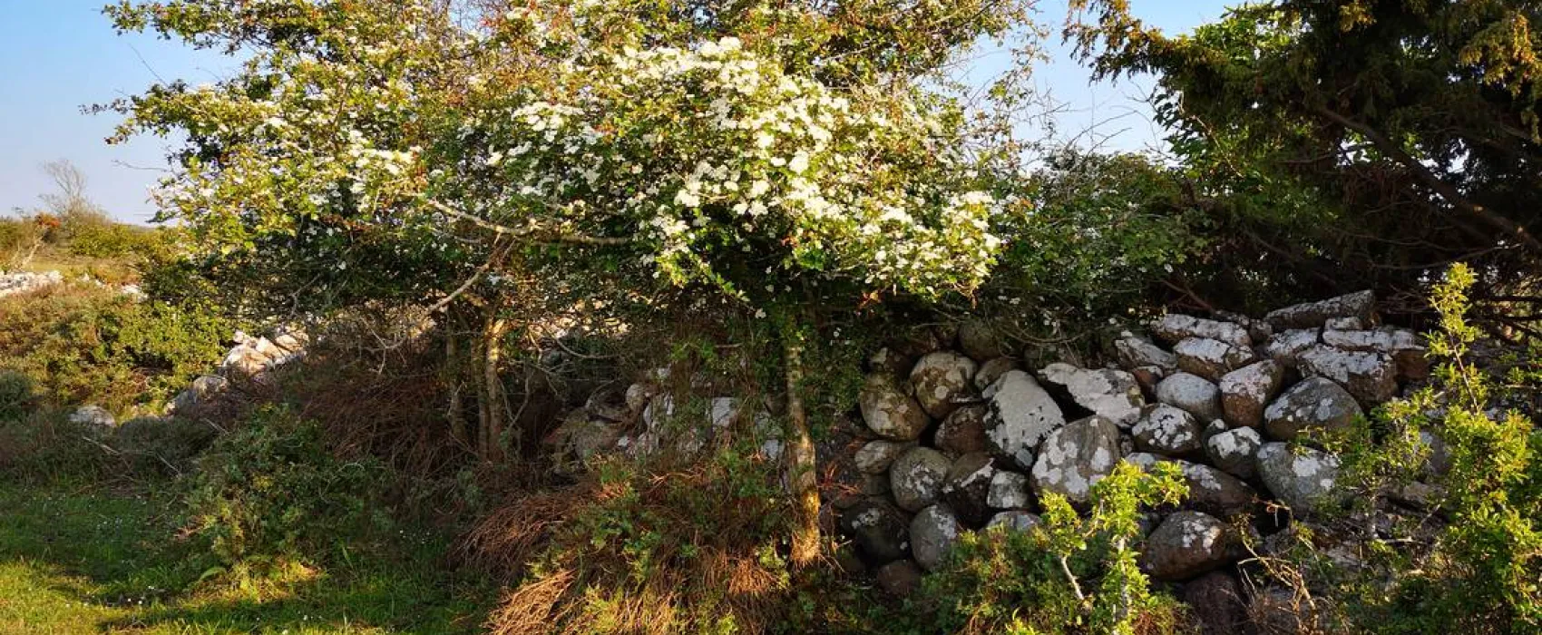 Ottenby Vandrarhem och Camping