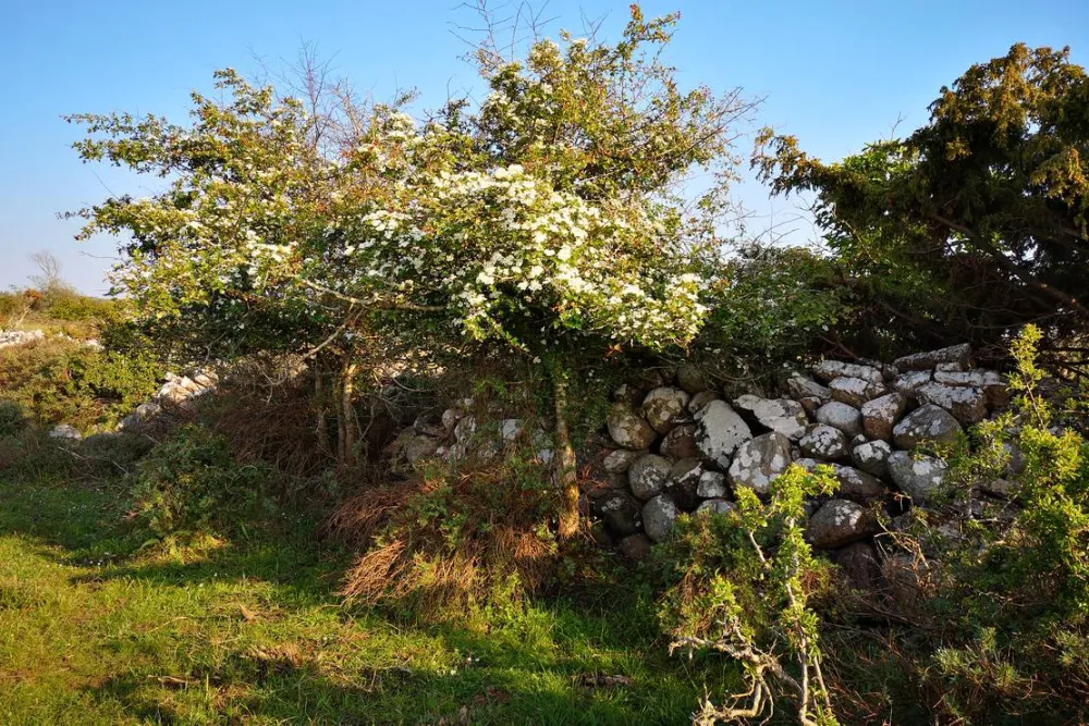 Ottenby Vandrarhem och Camping