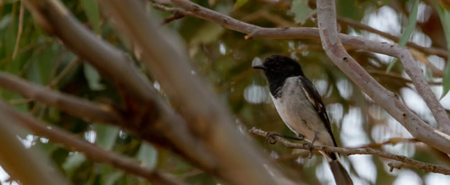 Mount Terrick Terrick Campground
