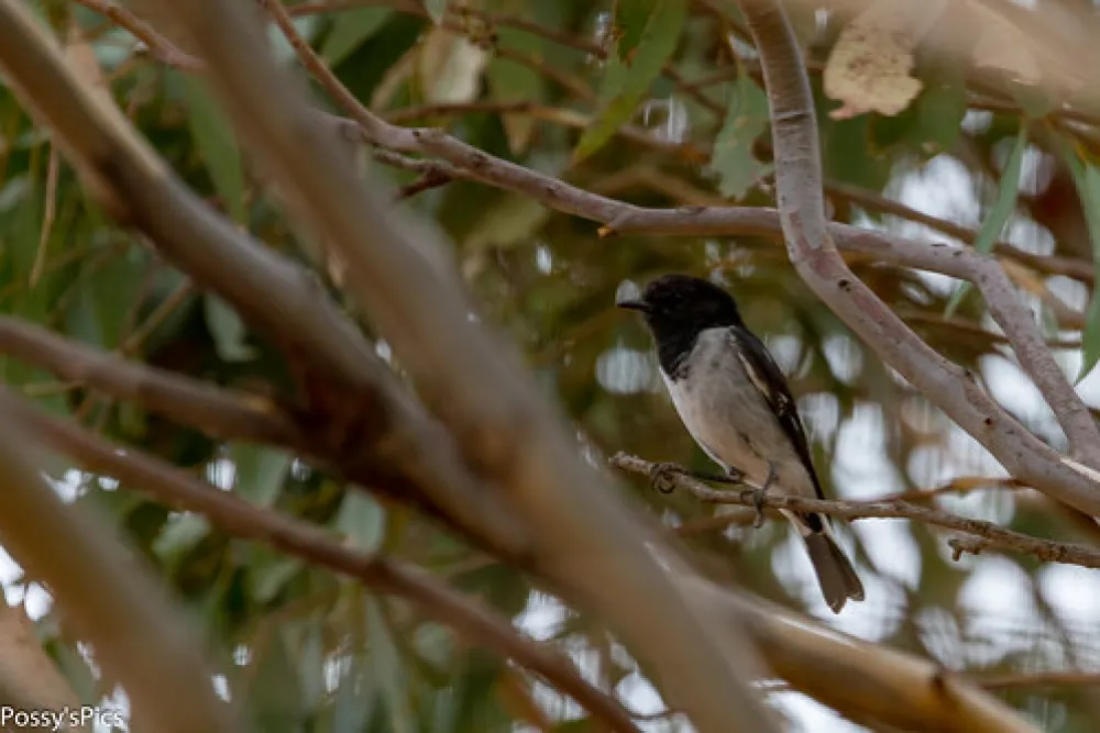Mount Terrick Terrick Campground