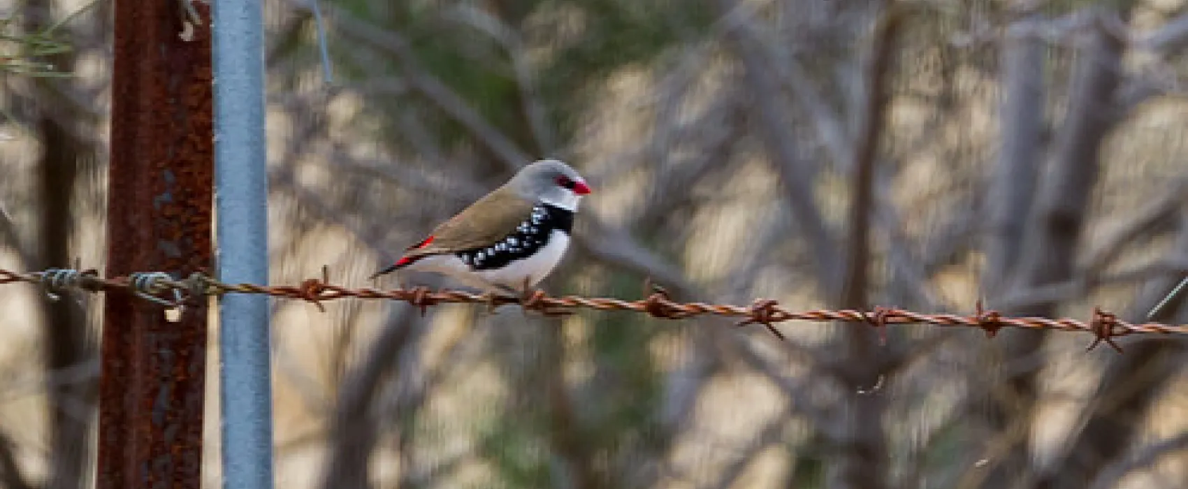 Mount Terrick Terrick Campground