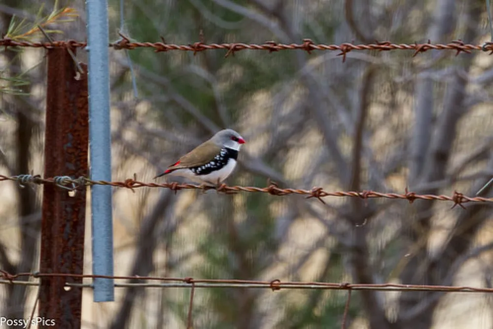 Mount Terrick Terrick Campground