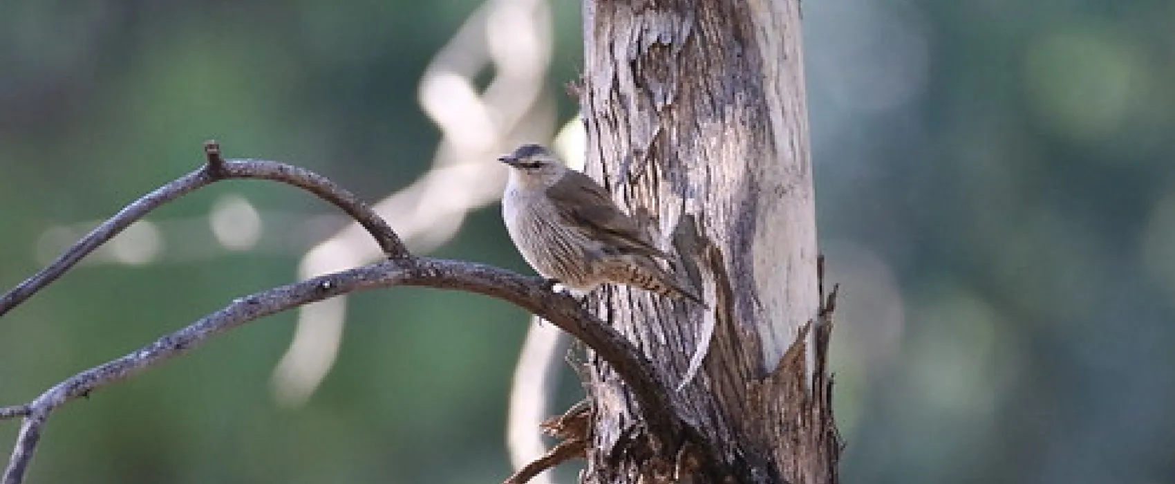 Mount Terrick Terrick Campground