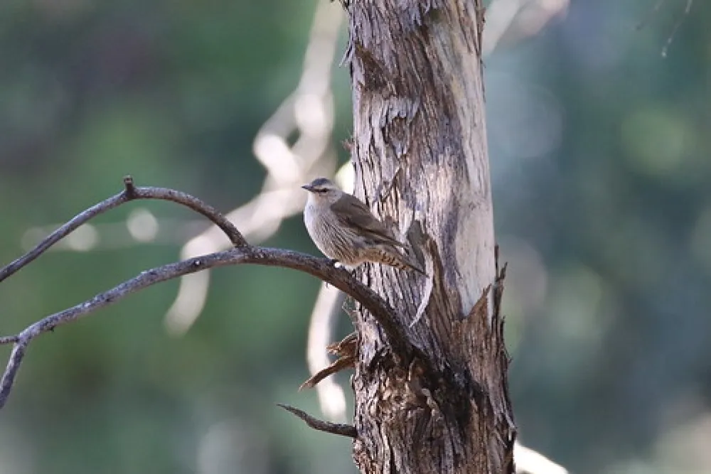 Mount Terrick Terrick Campground