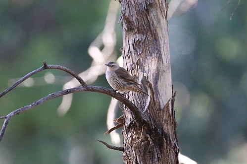 Mount Terrick Terrick Campground photo 4