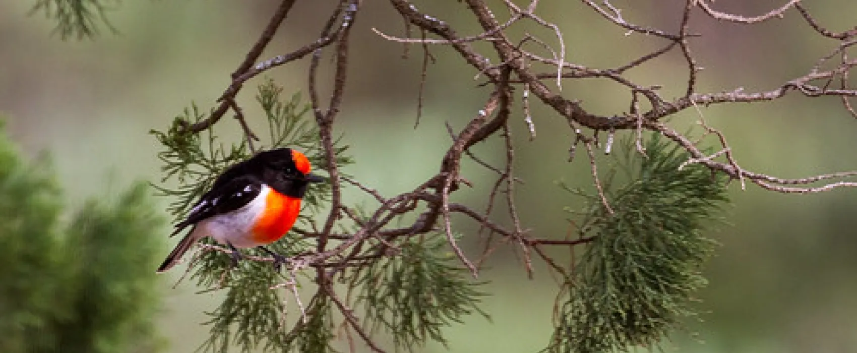 Mount Terrick Terrick Campground